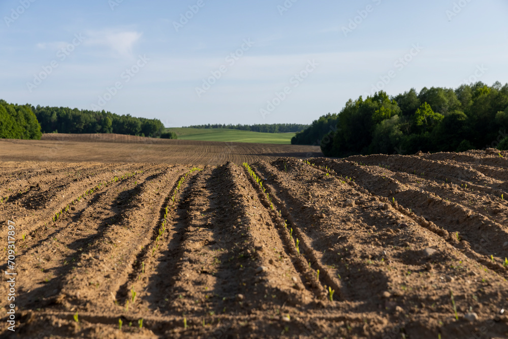 a growing monoculture of sweet corn in sunny weather a growing monoculture of sweet corn in sunny weather