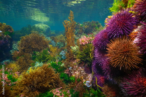 Sea urchins with seaweed  colorful underwater seascape in the eastern Atlantic Ocean  natural scene  Spain  Galicia  Rias Baixas