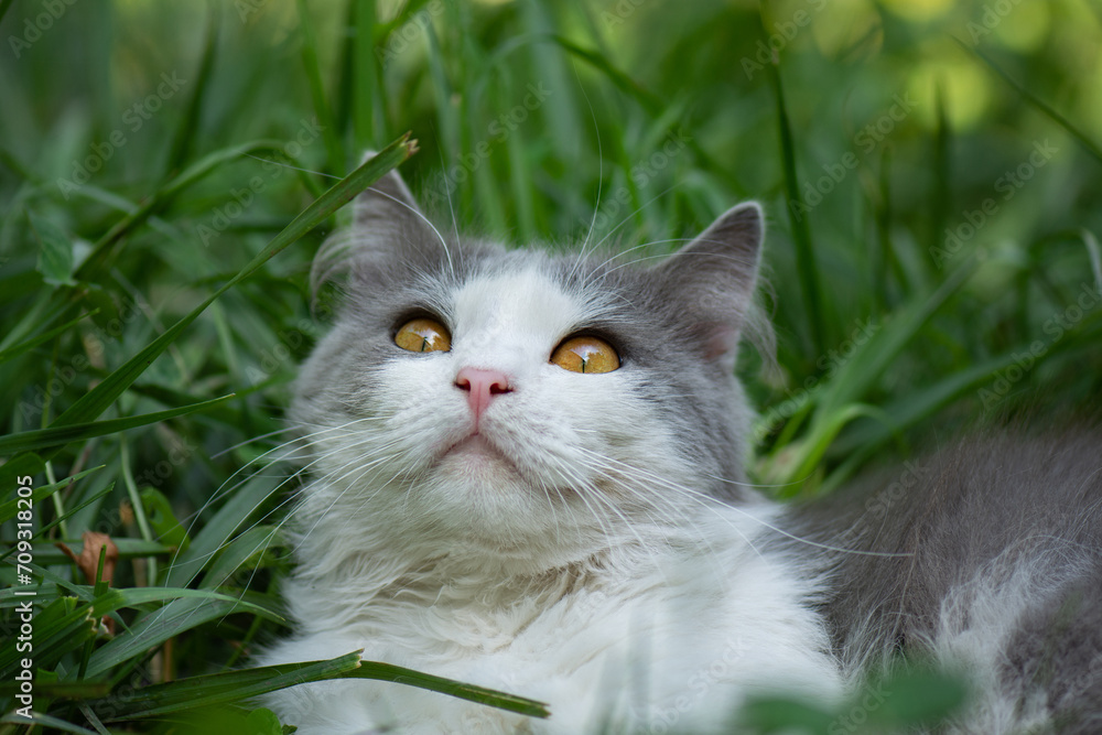 Cat walking in the green grass in the courtyard. Outdoor atmospheric lifestyle cat photo.