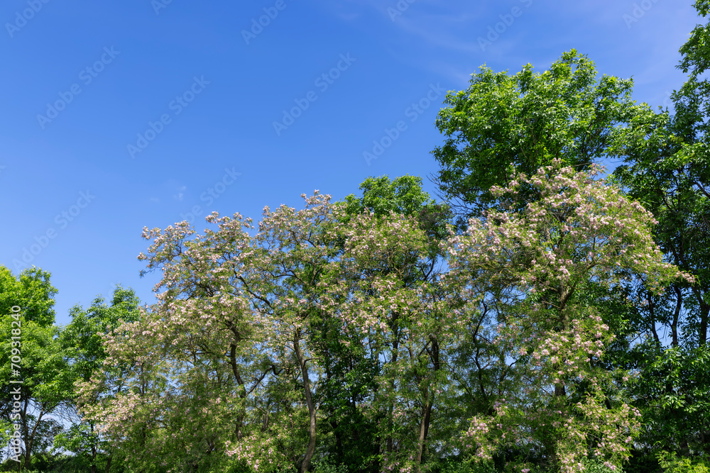 tall flowering trees in spring against the blue sky
