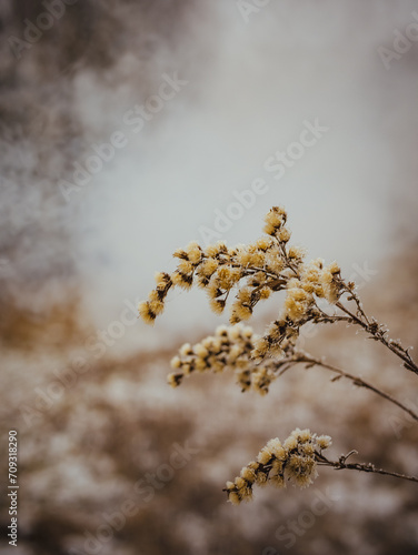 frozen withered field flowers waiting for spring © Rafa