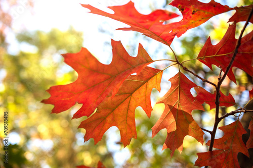 red oak leaves with sun shining through