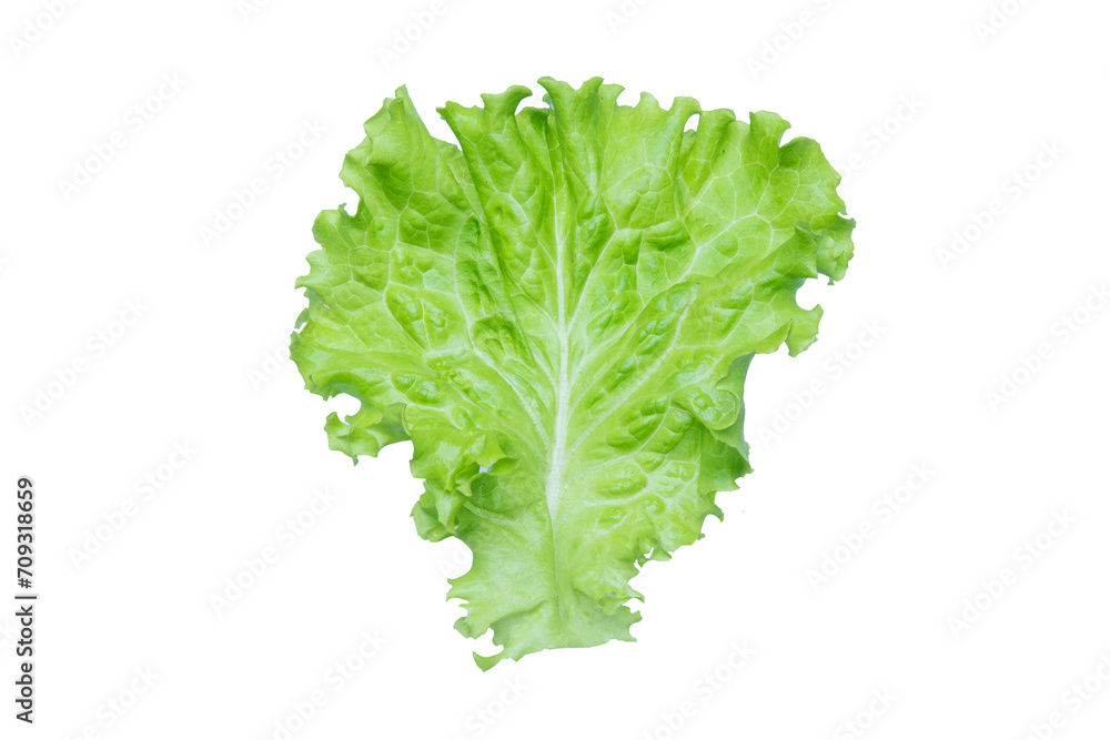 Lettuce. Salad leaf isolated on transparent background. Lettuce. Salad leaf isolated on transparent background.