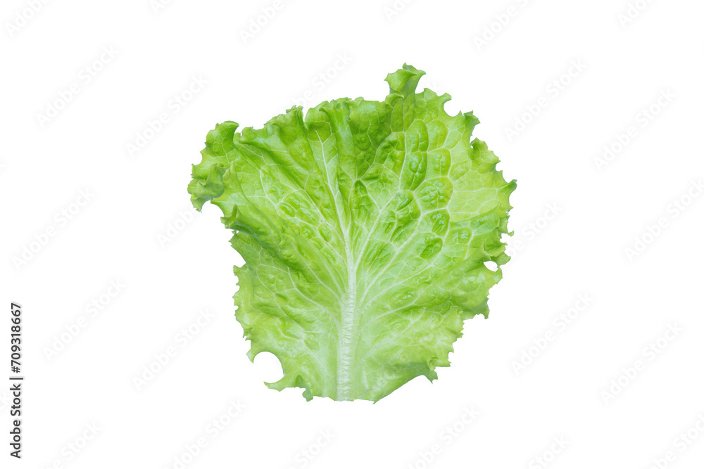 Lettuce. Salad leaf isolated on transparent background. Lettuce. Salad leaf isolated on transparent background.