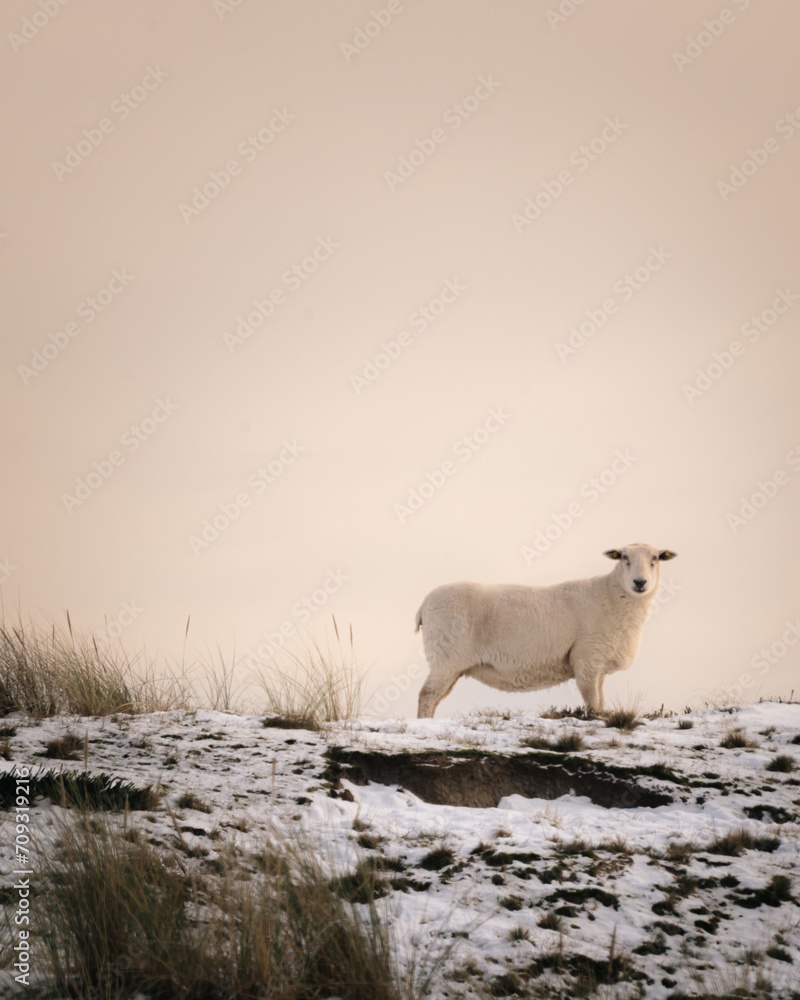 Fototapeta premium Sylter Schaf im Schnee