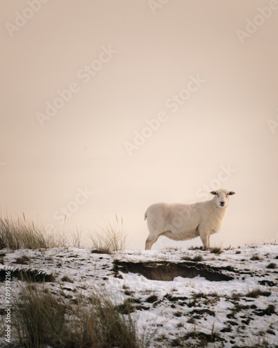 Fototapeta Naklejka Na Ścianę i Meble -  Sylter Schaf im Schnee