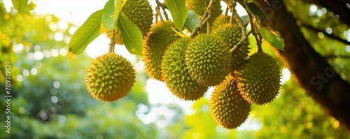 Durians the regal fruits dangle fresh from the Malaysian tree