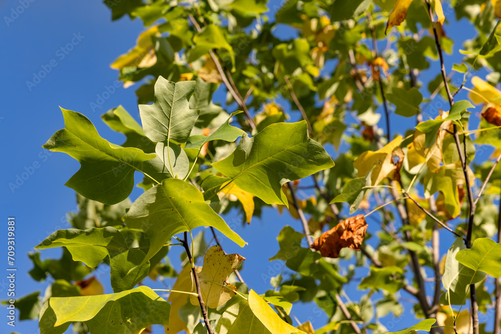 tulip tree in the autumn season with foliage changing color