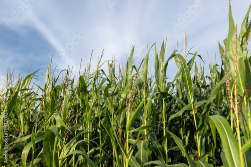 harvest corn for sale and income