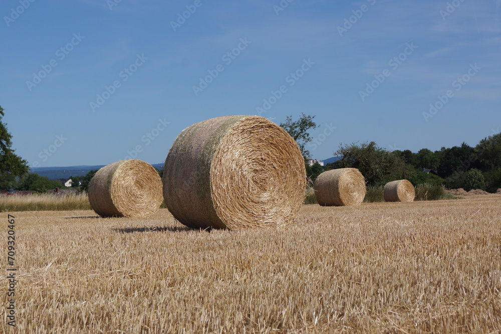 Straw bales on a harvested grain field in the summer.