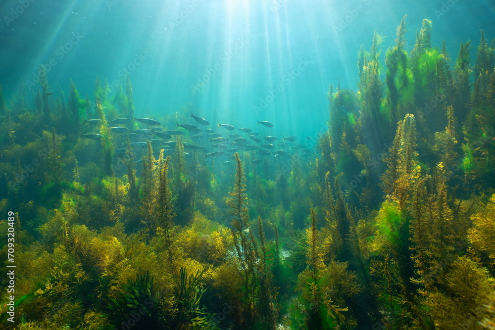 Sunlight underwater with seaweed and a school of fish (bogue) in the Atlantic ocean, natural scene, Spain, Galicia, Rias Baixas - obrazy, fototapety, plakaty 