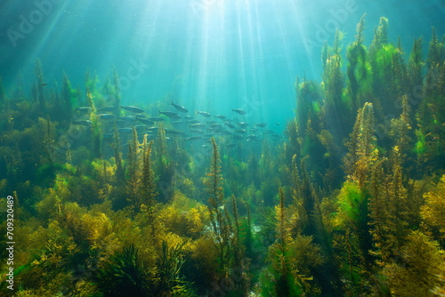 Sunlight underwater with seaweed and a school of fish (bogue) in the Atlantic ocean, natural scene, Spain, Galicia, Rias Baixas