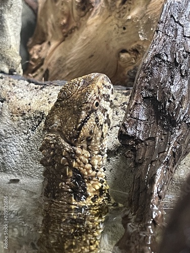 Chinese Crocodile Lizard - Shinisaurus crocodilurus