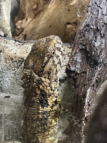 Chinese Crocodile Lizard - Shinisaurus crocodilurus