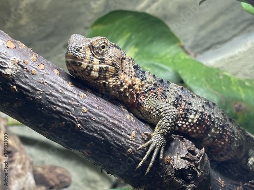 Chinese Crocodile Lizard - Shinisaurus crocodilurus