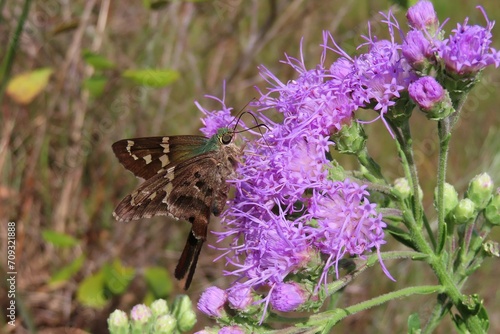 Tropical long-tailed skipper butterfly on purple wildflowers in Florida nature © natalya2015