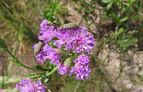 Beetles on beautiful purple wildflowers in Florida nature © natalya2015