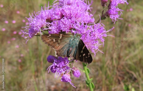 Tropical pelopidas skipper butterfly on purple wildflowers in Florida nature © natalya2015