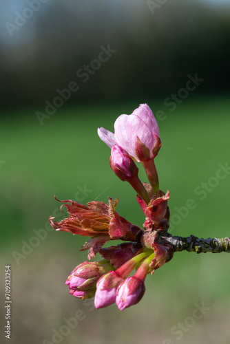 Macro shot of cherry blossom emerging into bloom photo