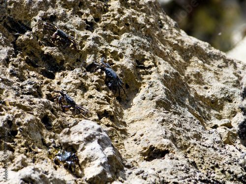 crab family in a rock