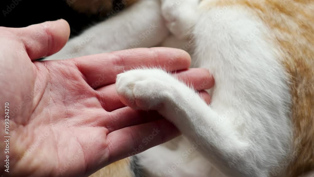 Bruised cat paw in the hand of a veterinarian in a pet clinic close up. A injured ginger kitten Bruised cat paw in the hand of a veterinarian in a pet clinic close up. A injured ginger kitten