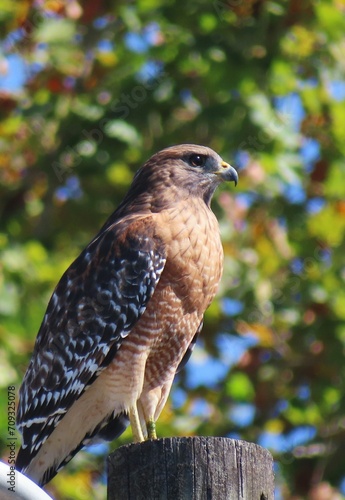 Red tailed hawk on plant background in Florida nature, closeup