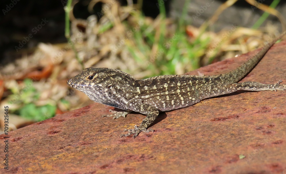 Naklejka premium Tropical brown lizard on a rusty surfaсе in Florida wild 