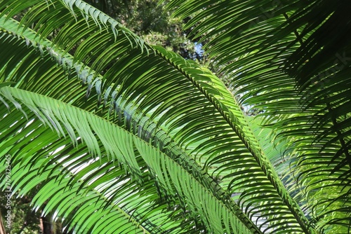 Beautiful palm tree branches in Florida nature, closeup © natalya2015