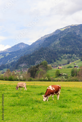 Herd of cows grazing on a green alpine meadow in the Swiss Alps, Switzerland © olyasolodenko