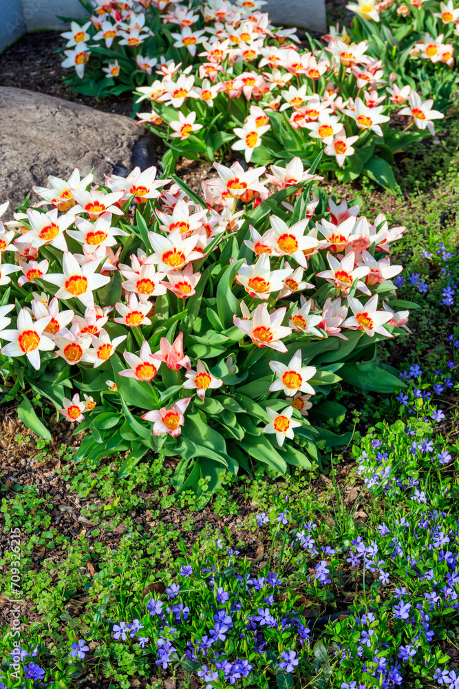 Flowerbed of beautiful tulips in the park at spring