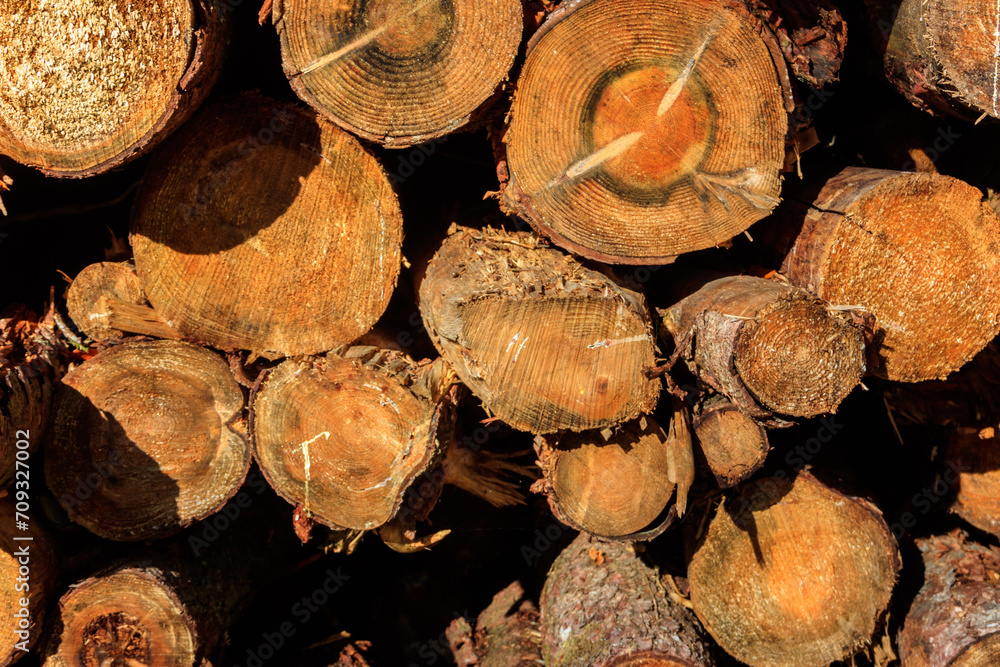 Stacked pine trunks felled by the logging timber industry Stacked pine trunks felled by the logging timber industry
