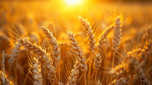 A wheat field during the golden hour, ready for harvesting, symbolizing the staple role of wheat in global food production. [Golden wheat field ready for harvest] photo