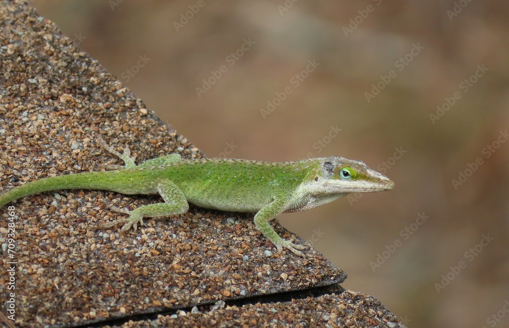 Tropical green anole lizard resting on the roff, closeup Tropical green anole lizard resting on the roff, closeup