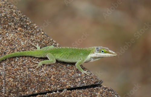 Tropical green anole lizard resting on the roff, closeup