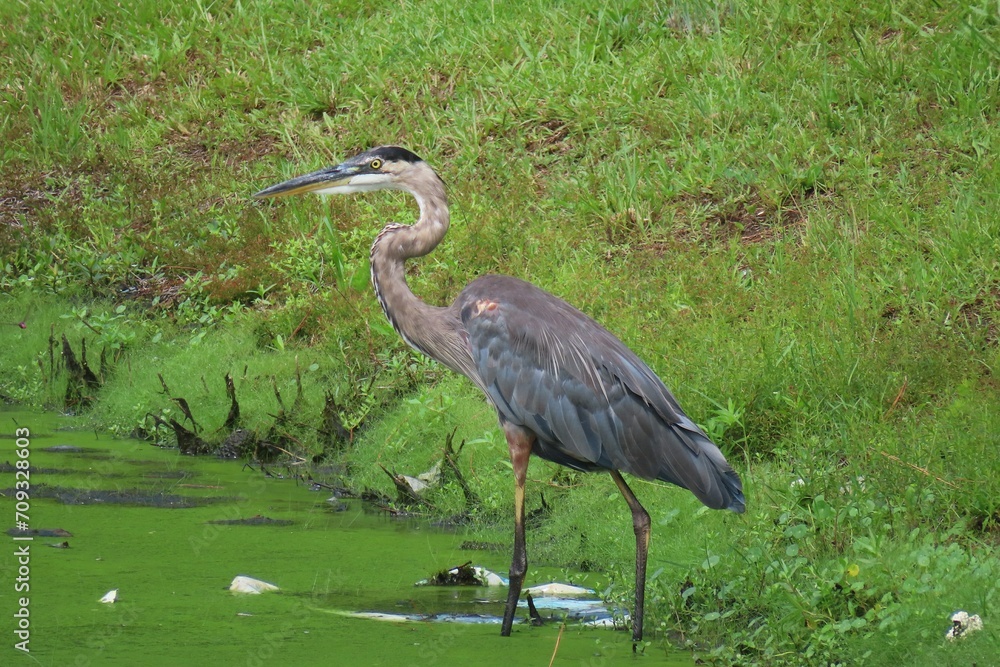 Fototapeta premium Great gray heron (ardea cinerea) at the pond in Florida nature