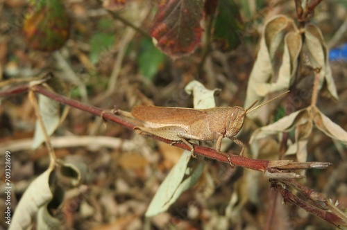 Brown tropical grasshopper on plant branch in Florida nature, closeup