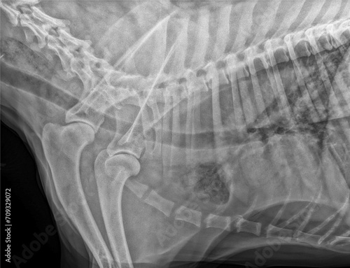 Plain X-ray of the chest of a golden retriever dog suffering from megaesophagus linked to hypothyroidism. The dilatation of the esophagus is also visualized in the cervical region