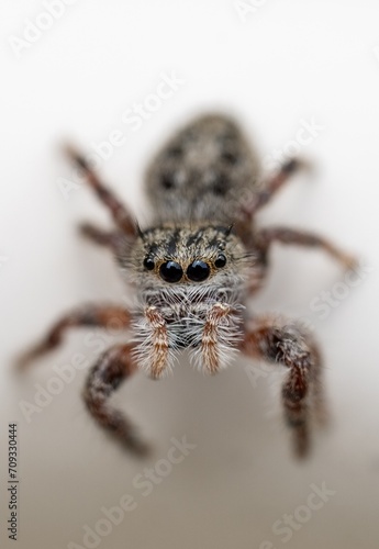 Macro spider photograph