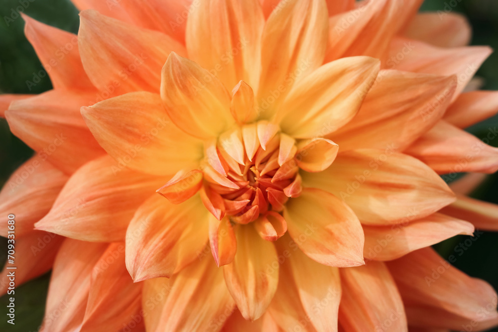 Dahlia flower head against a green background. Beautiful orange Dahlia in bloom. Autumn flowers. Abstract background. Greeting card. Mothers day. Floral web banner. Valentine's day. Flower petals Dahlia flower head against a green background. Beautiful orange Dahlia in bloom. Autumn flowers. Abstract background. Greeting card. Mothers day. Floral web banner. Valentine's day. Flower petals