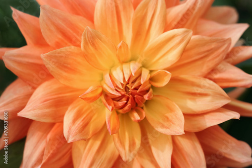 Dahlia flower head against a green background. Beautiful orange Dahlia in bloom. Autumn flowers. Abstract background. Greeting card. Mothers day. Floral web banner. Valentine's day. Flower petals