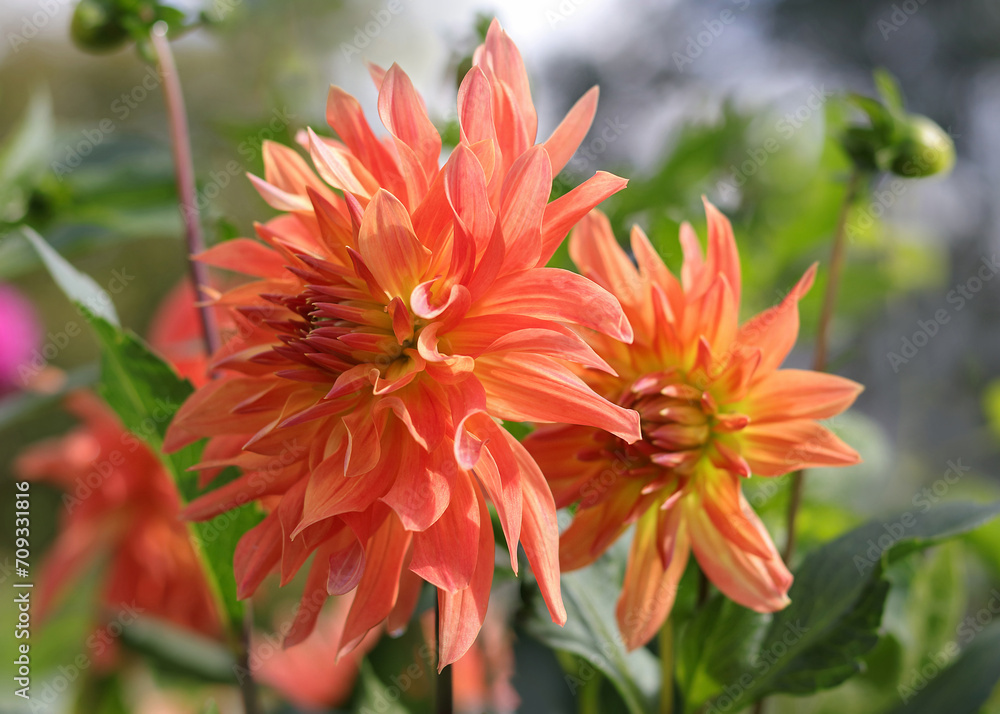 Coral flower Dahlia for background. Spring Garden with coral dahlia. Blooming dahlia flower in garden. Big flowers of blossoming autumn orange dahlia. Summer blossom Coral flower Dahlia for background. Spring Garden with coral dahlia. Blooming dahlia flower in garden. Big flowers of blossoming autumn orange dahlia. Summer blossom
