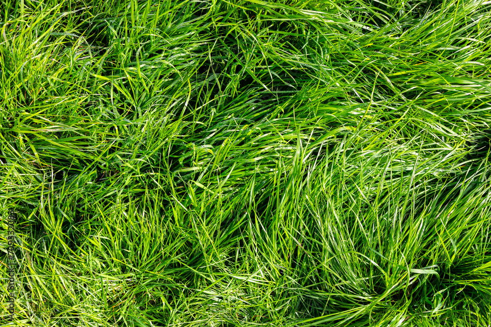 Green Grass Background Green Grass Background