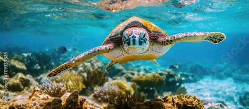 Hawksbill turtle in Caribbean, Bonaire. © AkuAku