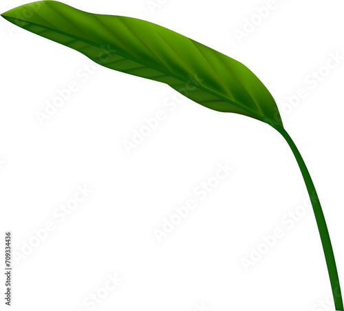 Realistic tropical plants, jungle leaf. Green monstera, palm and banana leaves, summer exotic spa decorative elements. 3d isolated botanical rainforest objects, transparent, png