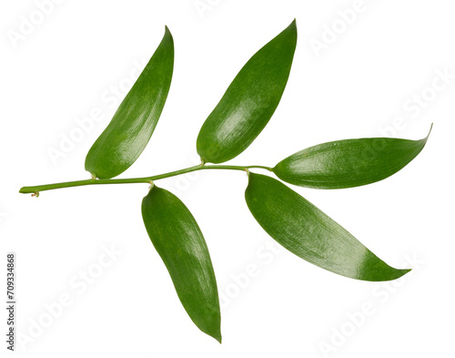 Fototapeta Naklejka Na Ścianę i Meble -  Green leaf of bridal creeper plant on isolated background