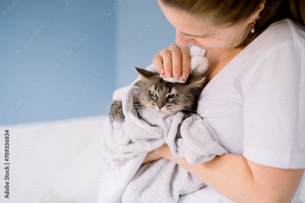 A content gray tabby cat being cuddled in a white towel by a cropped woman after bath time at home A content gray tabby cat being cuddled in a white towel by a cropped woman after bath time at home