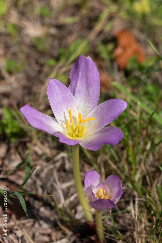 Close up of an autumn crocus (colchium autumnale) flower in bloom Close up of an autumn crocus (colchium autumnale) flower in bloom