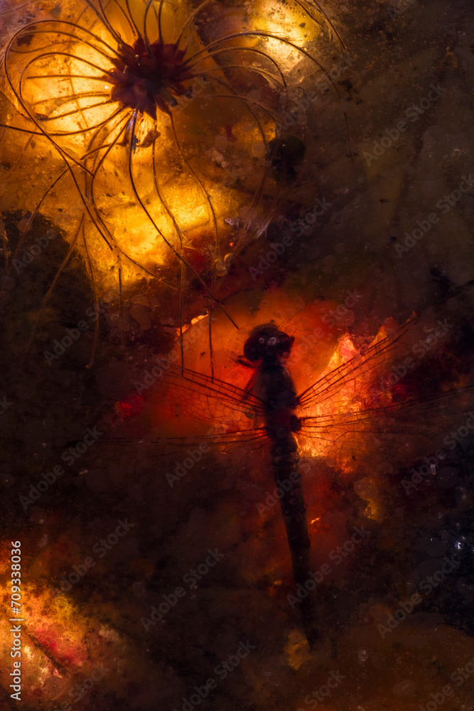 © ADDICTIVE STOCK - A dragonfly and a dandelion-like silhouette are encapsulated in the warm glow of an ice-encrusted environment, evoking the ephemeral beauty of nature's artistry © ADDICTIVE STOCK - A dragonfly and a dandelion-like silhouette are encapsulated in the warm glow of an ice-encrusted environment, evoking the ephemeral beauty of nature's artistry