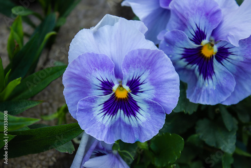Viola Wittrockiana Mariposa commonly known as Pansies. Close up of beautiful spring flower of blue Pansies (Viola tricolor var. hortensis).