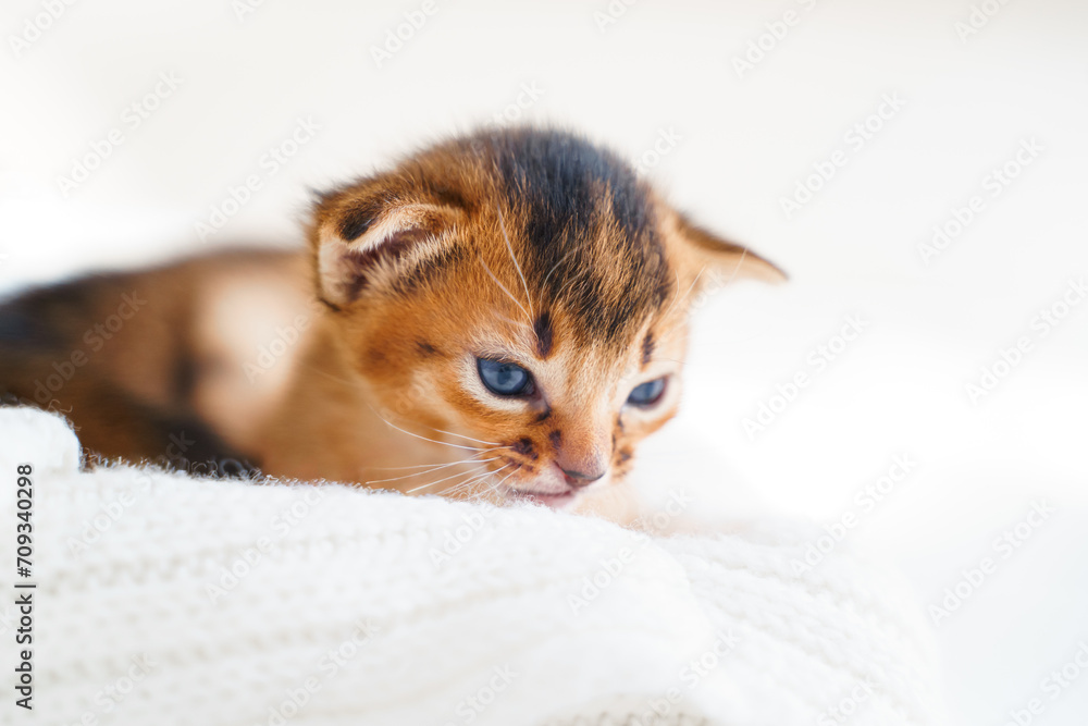 Small little newborn kitty, wild-colored kittens of Abyssinian cat breed lie, sleep sweetly on soft white blanket in bed. Funny fur fluffy kitty at home. Cute pretty brown red pet pussycat, blue eyes